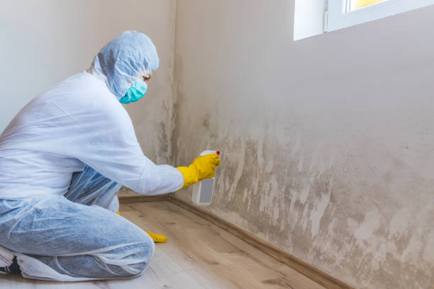 Licensed Mold Inspection service in Ridgefield Park, NJ - WQB Mold Removal